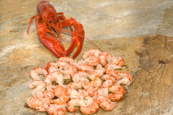 Tails Crayfish MAP