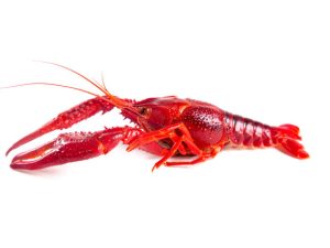 Whole Crayfish Cooked MAP