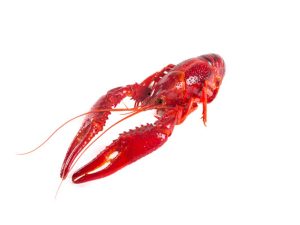 Whole Crayfish Cooked MAP