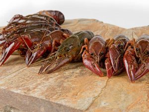 Whole Crayfish Raw Frozen