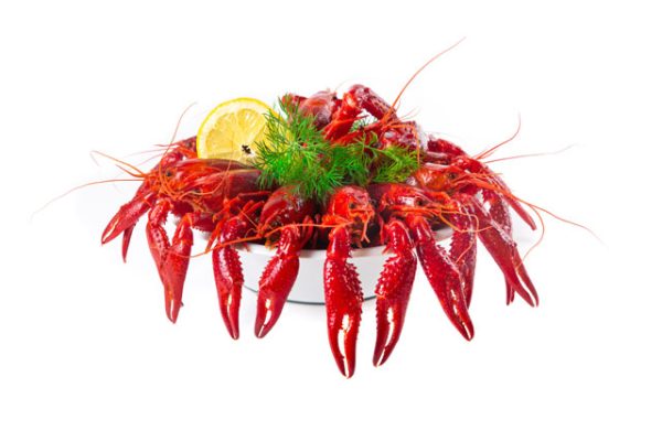 Whole Crayfish in dill sauce